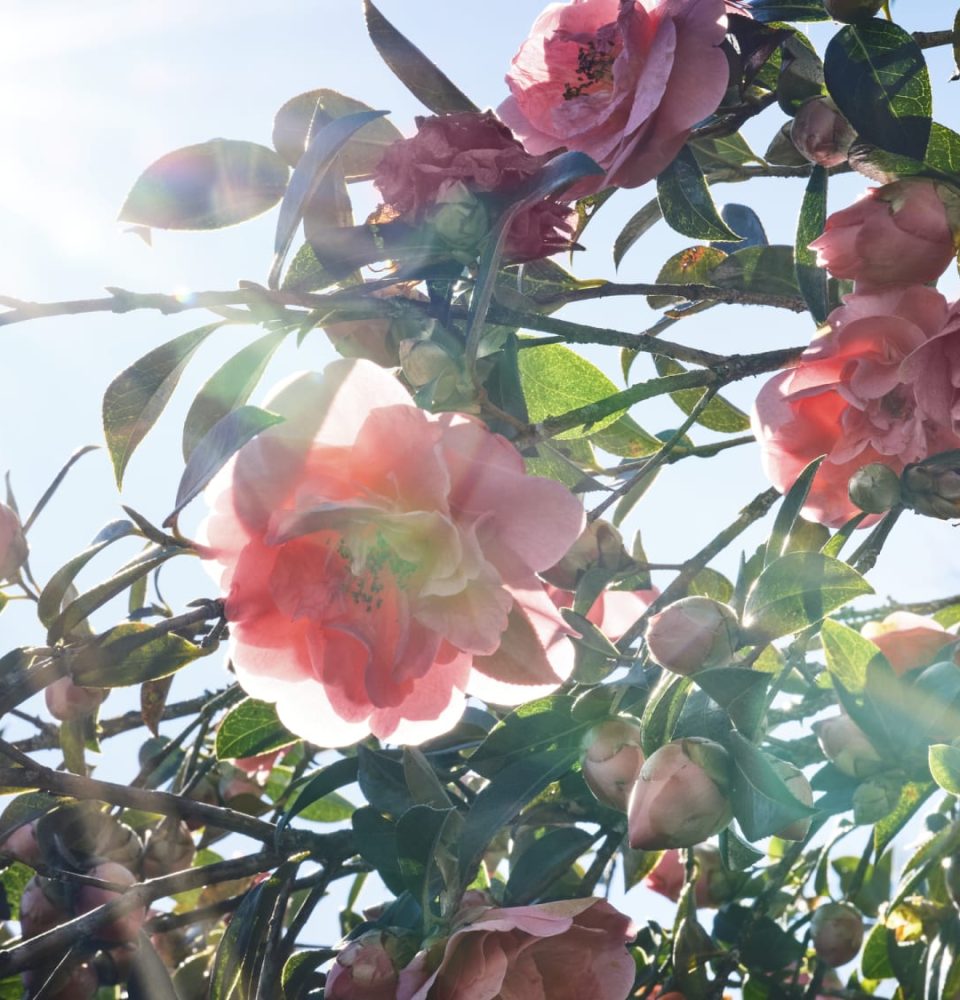 Visiting Gaujacq: a tour of Chanel's camellia farm in CC rain boots -  Numéro Netherlands